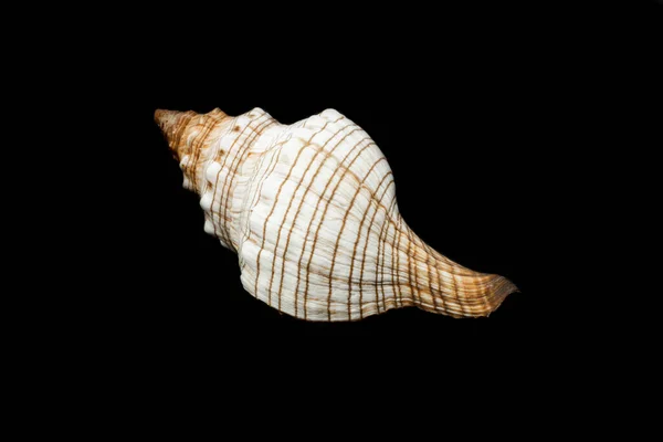Trapezium Pleuroplace Seashell Black Isolated Background — Zdjęcie stockowe