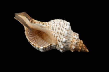 a trapezium pleuroplace seashell on a black isolated background