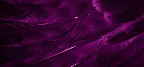 Purpurfarbene Falkenfedern Mit Sichtbaren Details Hintergrund Oder Textur — Stockfoto