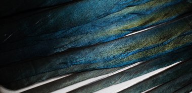 Saksağanın beyaz ve mavi tüyleri. arkaplan veya doku