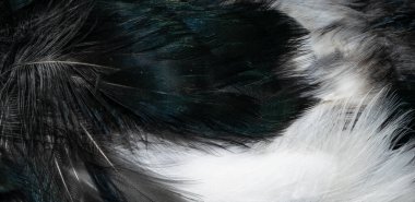 Beyaz ve siyah saksağan tüyleri. arkaplan veya doku