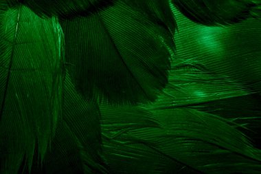 Yeşil şahin tüyleri görünür detaylarla. arkaplan veya doku