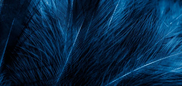 Black Blue Feathers Visible Details Background Textura — 图库照片