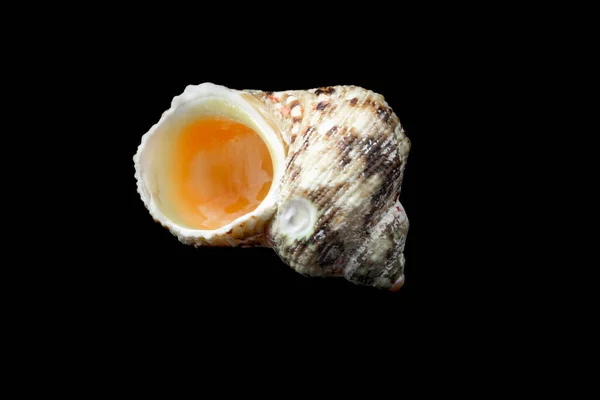 Shell Sea Snail Black Background — Stock Photo, Image