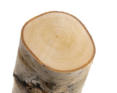 Beyaz arkaplan üzerindeki huş dalını kes