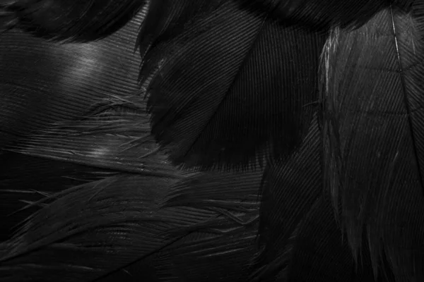 ブラック ホークの羽の詳細が見える 背景や質感 — ストック写真