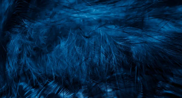 Blaue Falkenfedern Mit Sichtbaren Details Hintergrund Oder Textur — Stockfoto