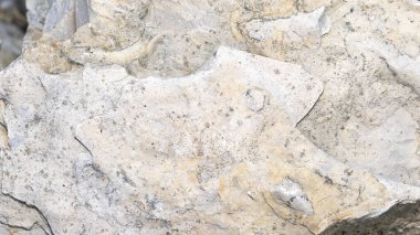 limestone with visible details. background or texture