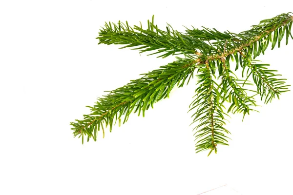 Caucasian Fir Twigs White Isolated Background — Stock Photo, Image