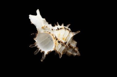 Siyah arka planda deniz salyangozunun kabuğu