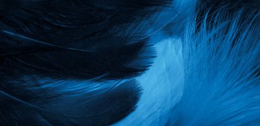 Saksağanın beyaz ve mavi tüyleri. arkaplan veya doku