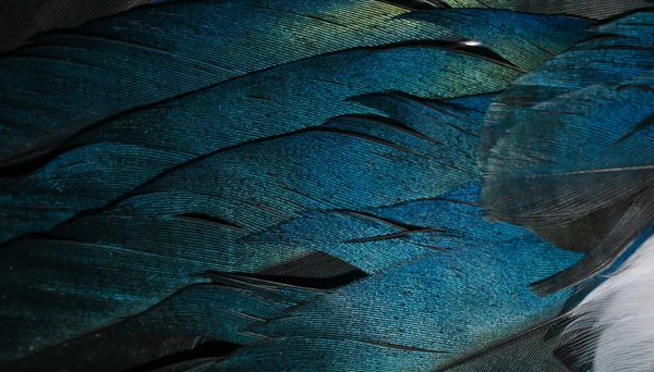Black Blue Feathers Magpie Background Texture — Stock Photo, Image