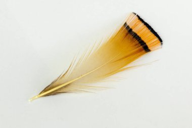 golden pheasant feather on a white isolated background clipart
