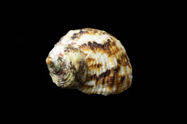 黒い背景の海のカタツムリの殻 — ストック写真