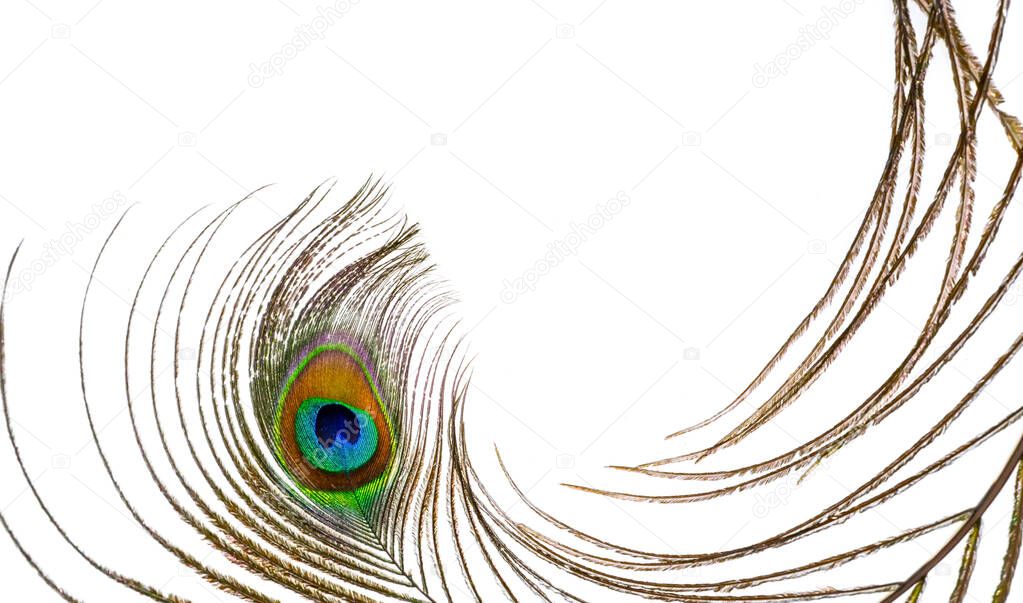 peacock feather on a white isolated background