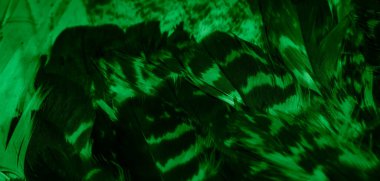 Yeşil şahin tüyleri görünür detaylarla. arkaplan veya doku