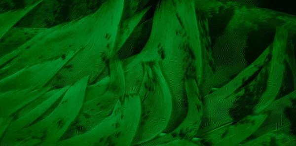 Plumas Halcón Verde Con Detalle Visible Fondo Textura — Foto de Stock
