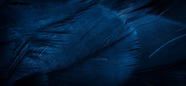 Blue Hawk Feathers Visible Detail Background Texture — Stock Photo, Image