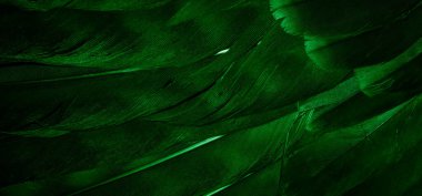 Yeşil şahin tüyleri görünür detaylarla. arkaplan veya doku