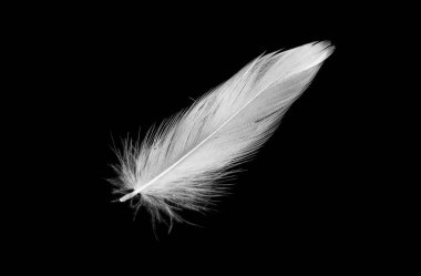 Siyah arkaplanda beyaz ördek tüyleri var.