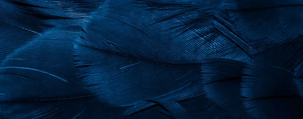 Μπλε Φτερά Γερακιού Ορατή Λεπτομέρεια Φόντο Υφή — Φωτογραφία Αρχείου