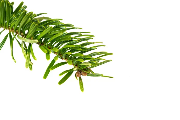 Caucasian Fir Twigs White Isolated Background Royalty Free Stock Images