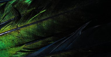 Görünür detaylara sahip bir saksağanın yeşil tüyleri