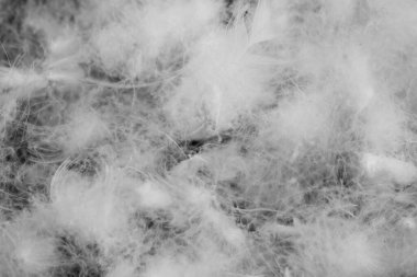 Güzel, beyaz bir ördek. doku veya arkaplan