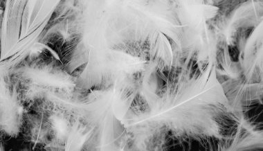 Güzel beyaz ördek tüyleri. arkaplan veya doku