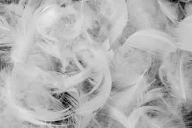 Güzel beyaz ördek tüyleri. arkaplan veya doku