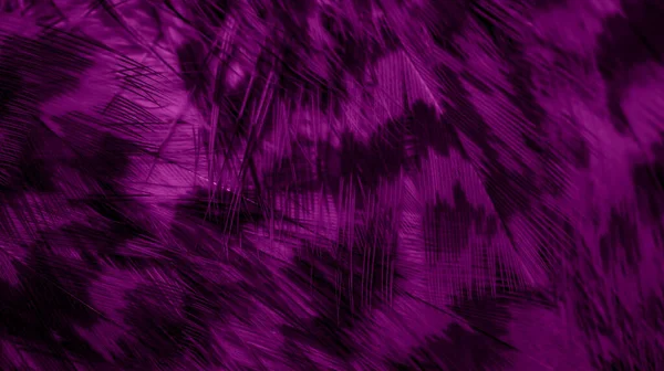 Plumas Halcón Púrpura Con Detalle Visible Fondo Textura —  Fotos de Stock