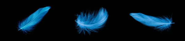 黑色孤立背景下的蓝鸭毛 — 图库照片