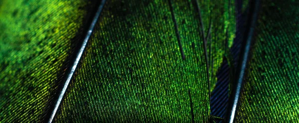 Penas Verdes Uma Laranjinha Com Detalhes Visíveis — Fotografia de Stock