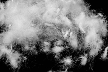 Güzel, beyaz bir ördek. doku veya arkaplan