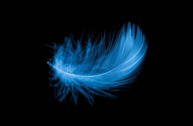 Siyah izole arkaplanda mavi ördek tüyü