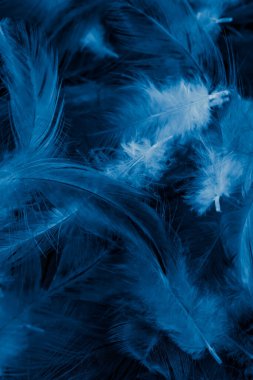Mavi tavuk tüylerinin makro fotoğrafı. arkaplan veya doku