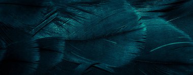 Mavi şahin tüyleri görünür detaylarla. arkaplan veya doku