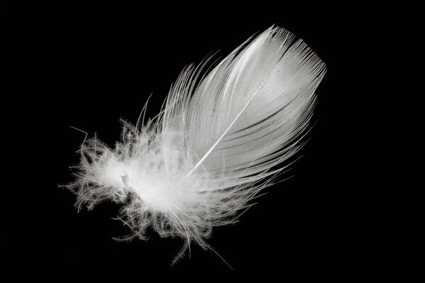 перья белой утки изолированы на черном фоне