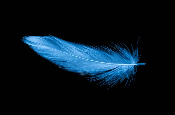 Siyah Izole Arkaplanda Mavi Ördek Tüyü — Stok fotoğraf