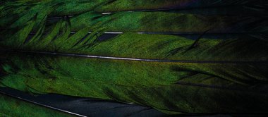 Görünür detaylara sahip bir saksağanın yeşil tüyleri