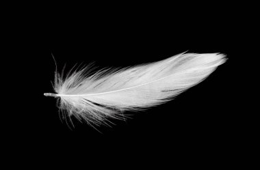 Siyah arkaplanda beyaz ördek tüyleri var.