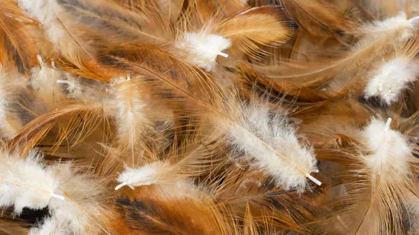 Macro Photo Brown Hen Feathers Background Textura — Stock Photo, Image