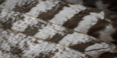 Şahin tüyleri görünür detaylarla. arkaplan veya doku