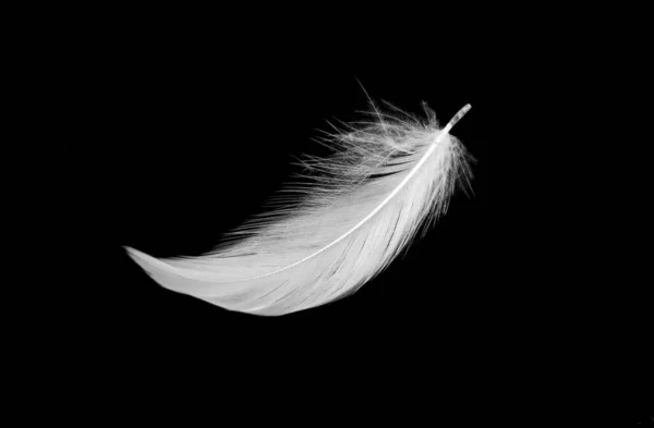 Bílá Kachní Peří Izolované Černém Pozadí — Stock fotografie
