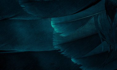 Mavi şahin tüyleri görünür detaylarla. arkaplan veya doku