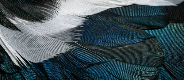 white and blue feathers of a magpie. background or texture