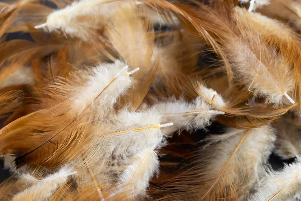 Makro Foto Bruna Hönfjädrar Bakgrund Eller Textura — Stockfoto