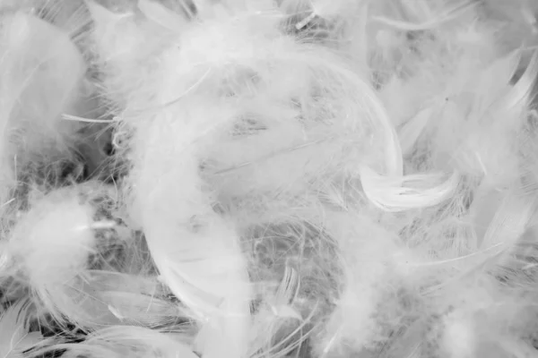 Nice White Duck Feathers Background Texture — Stock Photo, Image