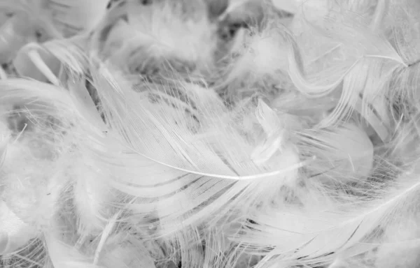 Nice White Duck Feathers Background Texture — Stock Photo, Image