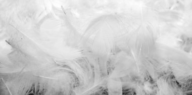 Güzel beyaz ördek tüyleri. arkaplan veya doku